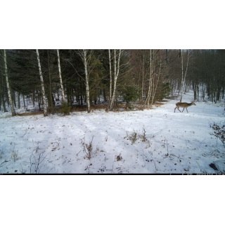 OXE Tarantula WiFi 4K