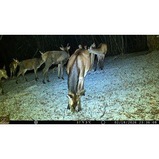 Fotopast KeepGuard KG799W a binokulární noční vidění OXE DV29 + zdarma 32GB SD karta, 8ks baterií a doprava!