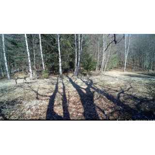 OXE Tarantula WiFi 4K