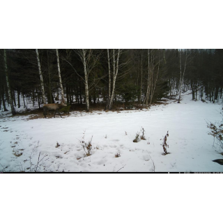 FOTOPASCA OXE TARANTULA WiFi 4K