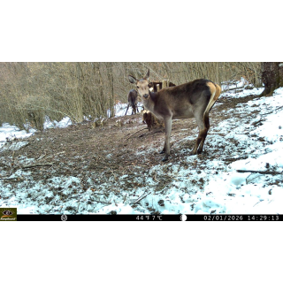 Fotopast KeepGuard KG799W a kovový box + zdarma 32GB SD karta, 8ks baterií a doprava!