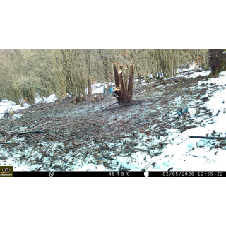 Fotopast KeepGuard KG799W a kovový box + zdarma 32GB SD karta, 8ks baterií a doprava!