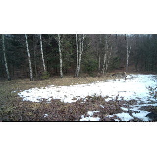 FOTOPASCA OXE TARANTULA WiFi 4K