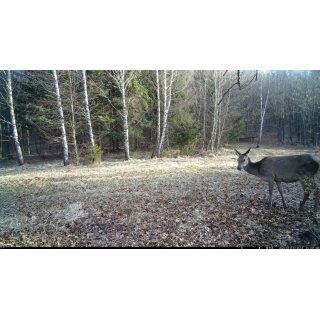 Fotopast OXE Tarantula WiFi 4K a kovový box + 32GB SD karta, 8ks baterií, stativ a doprava ZDARMA!