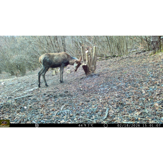 Fotopast KeepGuard KG799W a kovový box + zdarma 32GB SD karta, 8ks baterií a doprava!