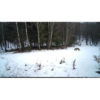 Fotopast OXE Tarantula WiFi 4K a kovový box + 32GB SD karta, 8ks baterií, stativ a doprava ZDARMA!