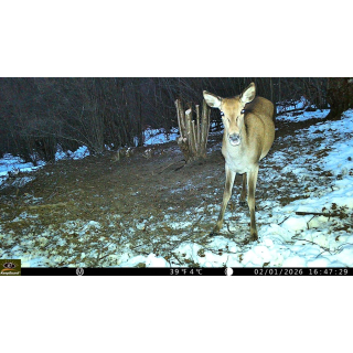 Fotopast KeepGuard KG799W a kovový box + zdarma 32GB SD karta, 8ks baterií a doprava!