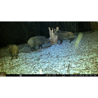 Fotopast KeepGuard KG799W a binokulární noční vidění OXE DV29 + zdarma 32GB SD karta, 8ks baterií a doprava!