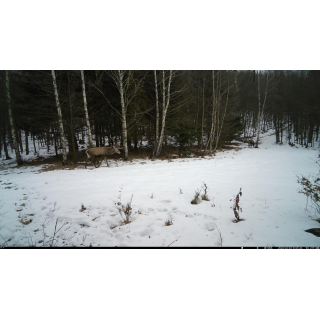 Fotopast OXE Tarantula WiFi 4K a kovový box + 32GB SD karta, 8ks baterií, stativ a doprava ZDARMA!