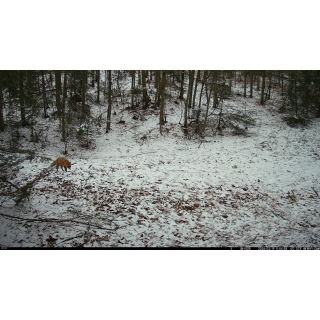 FOTOPASCA OXE WIFI LOVEC RD3019 A KLASICKÝ ĎALEKOHĽAD FOMEI 7-21X40 ZCF ZOOM