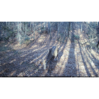 FOTOPASCA OXE WIFI LOVEC RD3019 A KLASICKÝ ĎALEKOHĽAD FOMEI 7-21X40 ZCF ZOOM