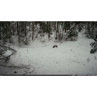 FOTOPASCA OXE WIFI LOVEC RD3019 A KLASICKÝ ĎALEKOHĽAD FOMEI 7-21X40 ZCF ZOOM