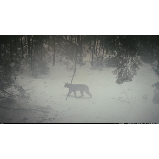 FOTOPASCA OXE WIFI LOVEC RD3019 A KLASICKÝ ĎALEKOHĽAD FOMEI 7-21X40 ZCF ZOOM