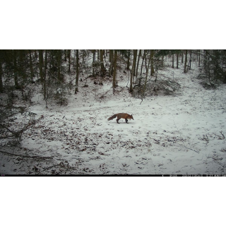 FOTOPASCA OXE WIFI LOVEC RD3019 A KLASICKÝ ĎALEKOHĽAD FOMEI 7-21X40 ZCF ZOOM