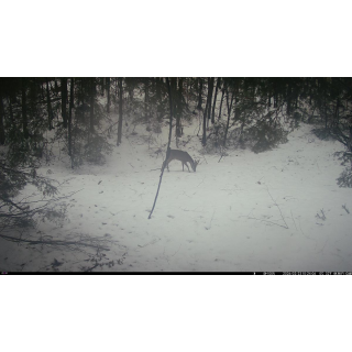 FOTOPASCA OXE WIFI LOVEC RD3019 A KLASICKÝ ĎALEKOHĽAD FOMEI 7-21X40 ZCF ZOOM