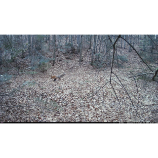 FOTOPASCA OXE WIFI LOVEC RD3019 A KLASICKÝ ĎALEKOHĽAD FOMEI 7-21X40 ZCF ZOOM