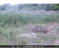 OXE Gepard II